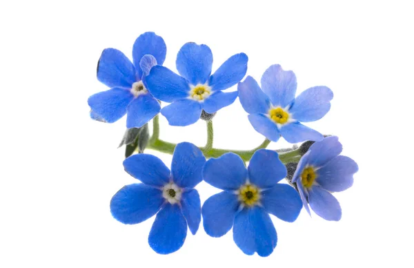 Vergeet Niet Bloemen Geïsoleerd Witte Achtergrond — Stockfoto