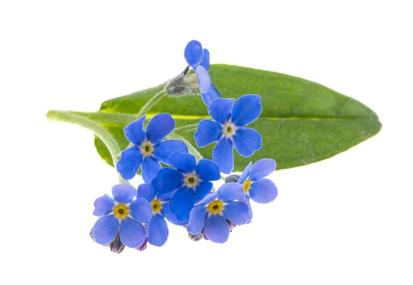 Olvidar Flores Aisladas Sobre Fondo Blanco —  Fotos de Stock