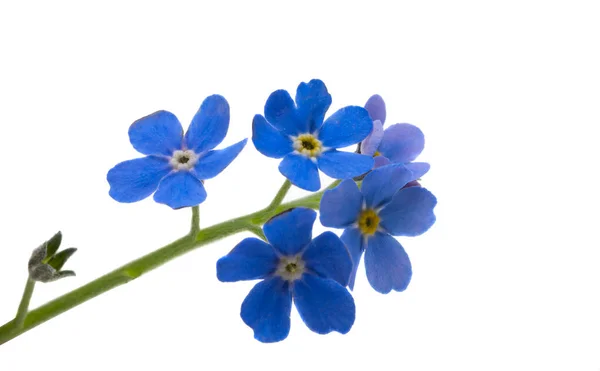 Vergeet Niet Bloemen Geïsoleerd Witte Achtergrond — Stockfoto