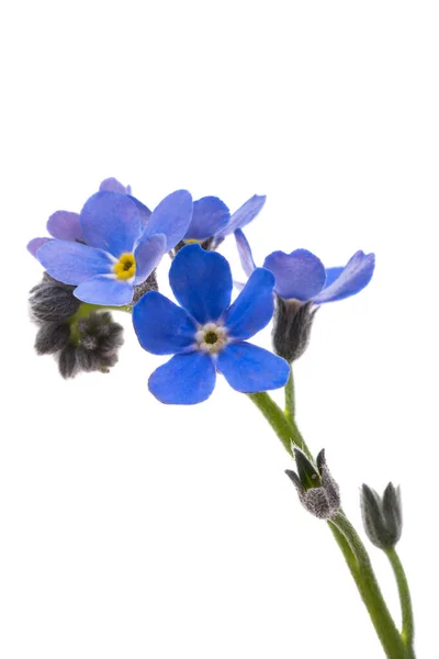 Forget Flowers Isolated White Background — Stock Photo, Image