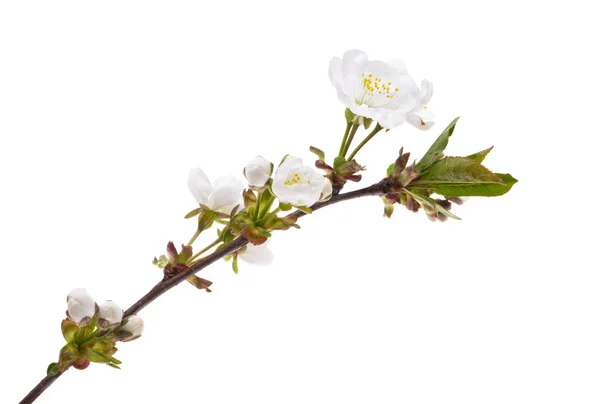 Fleurs Cerisier Isolées Sur Fond Blanc — Photo