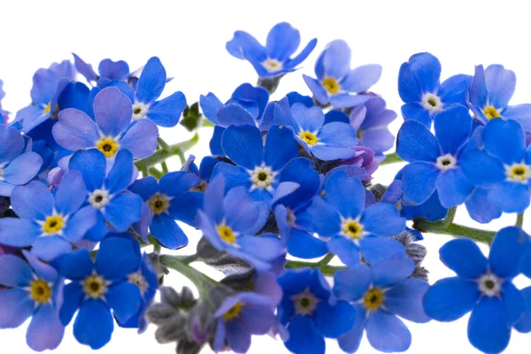 Vergeet Niet Bloemen Geïsoleerd Witte Achtergrond — Stockfoto