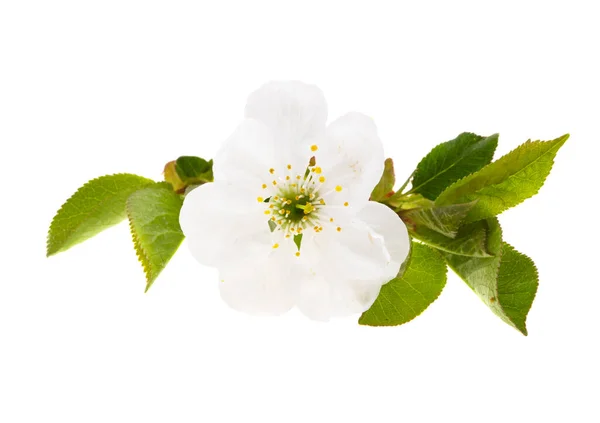 Fiori Ciliegio Isolati Sfondo Bianco — Foto Stock