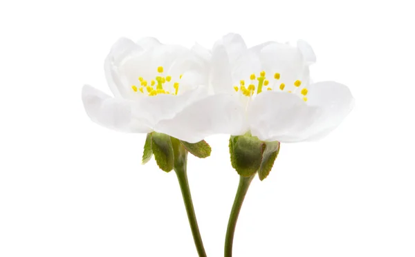 Cherry Flowers Isolated White Background — Stock Photo, Image