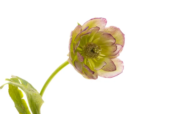 Schöne Hellebore Blume Isoliert Auf Weißem Hintergrund — Stockfoto