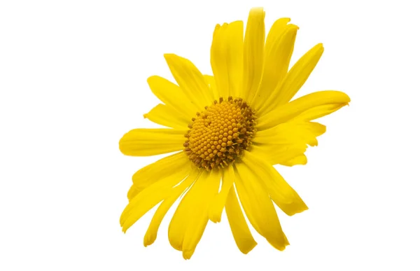 Žluté Doronicum Květiny Izolované Bílém Pozadí — Stock fotografie