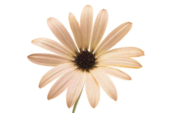 Osteospermum Daisy Elszigetelt Fehér Háttér — Stock Fotó