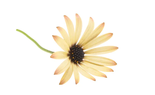 Osteospermum Daisy Isolated White Background — Stock Photo, Image