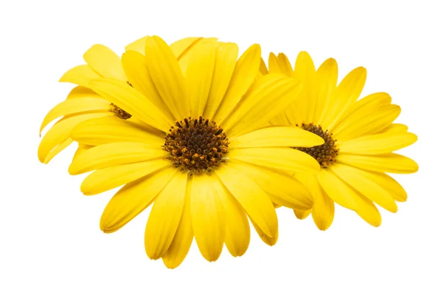 Žlutá Osteospermum Daisy Izolované Bílém Pozadí — Stock fotografie