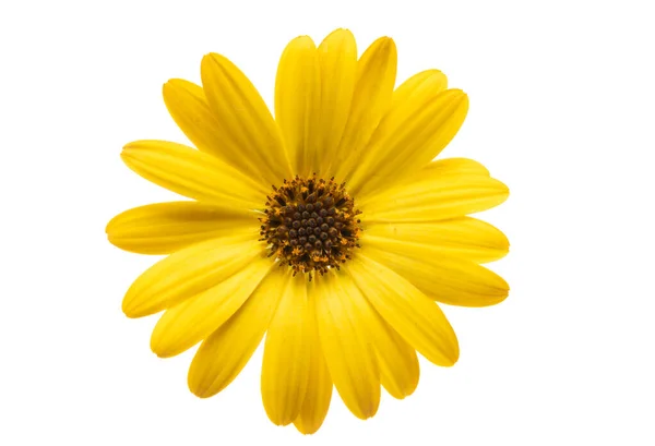 Gelbe Osteospermum Daisy Isoliert Auf Weißem Hintergrund — Stockfoto