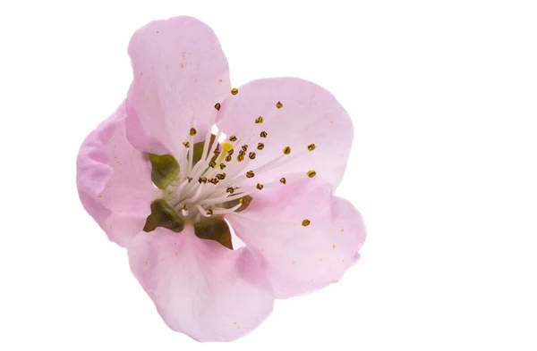 Hermosa Flor Sakura Aislada Sobre Fondo Blanco —  Fotos de Stock