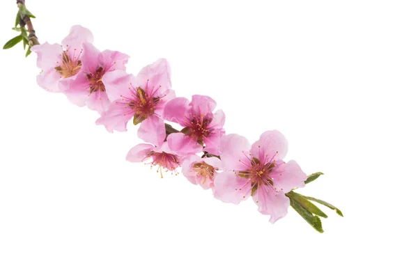 Beautiful Sakura Flower Isolated White Background — Stock Photo, Image