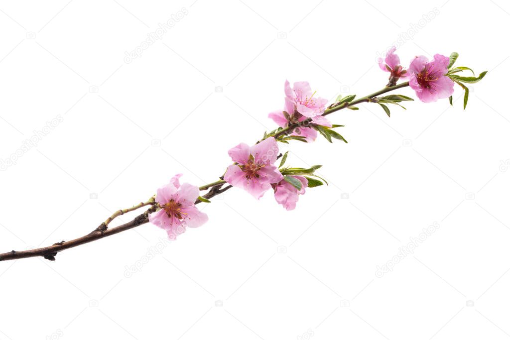 beautiful sakura flower isolated on white background 
