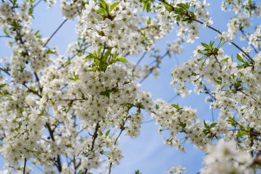 Güneşli bir günde baharda ağaçta kiraz çiçekleri 