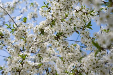 Güneşli bir günde baharda ağaçta kiraz çiçekleri 