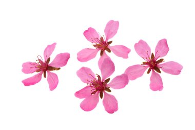 Beyaz arkaplanda yalıtılmış badem çiçeği 