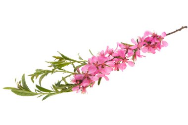 Beyaz arkaplanda yalıtılmış badem çiçeği 