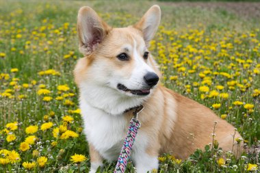 Baharda çayırdaki Corgi yavrusu 