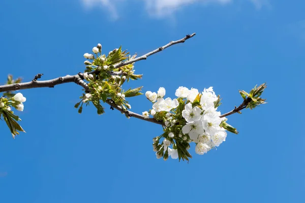 Flori Cireșe Copac Primăvara Într Însorită — Fotografie, imagine de stoc