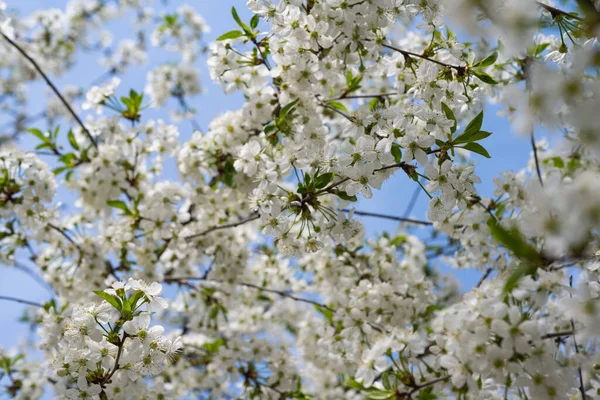 Flores Cereja Uma Árvore Primavera Dia Ensolarado — Fotografia de Stock