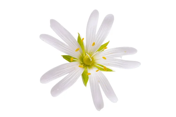 Flores Primavera Arenaria Gerbil Isolado Fundo Branco — Fotografia de Stock