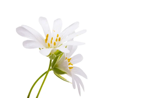 Flores Primavera Arenaria Gerbil Aislado Sobre Fondo Blanco —  Fotos de Stock
