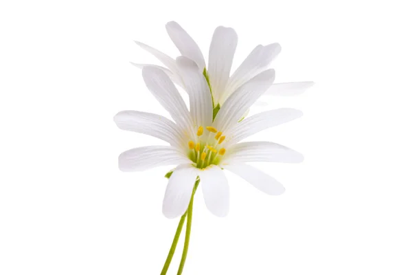 Lente Bloemen Arenaria Gerbil Geïsoleerd Witte Achtergrond — Stockfoto
