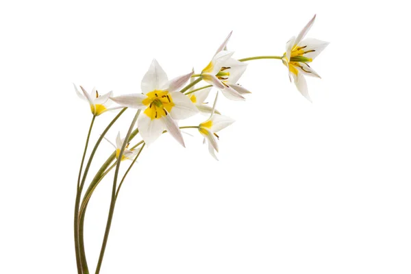 Tulipano Selvatico Isolato Sfondo Bianco — Foto Stock