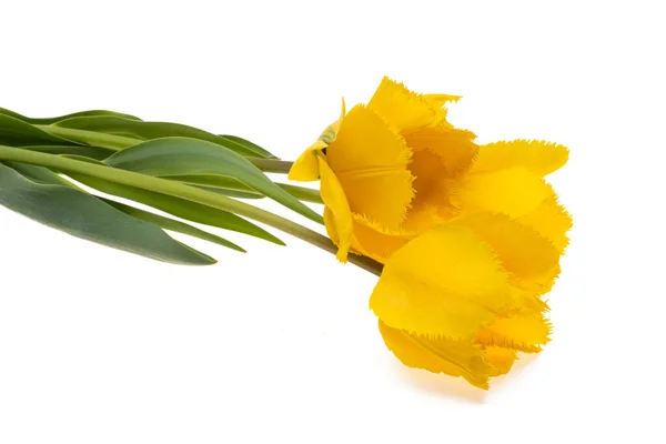 Yellow Tulips Isolated White Background — Stock Photo, Image