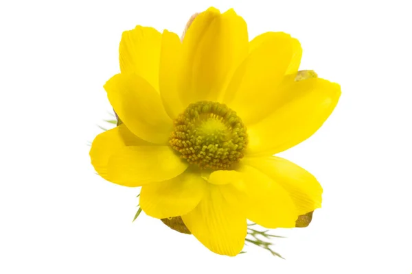 Fiore Adonis Isolato Sfondo Bianco — Foto Stock