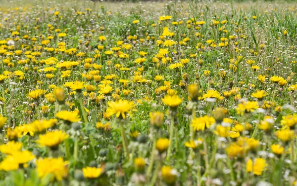 春天的草地上有许多蒲公英 — 图库照片