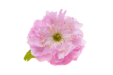 Beyaz arkaplanda yalıtılmış badem çiçeği 