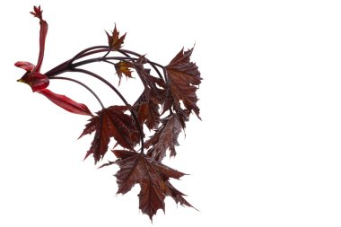 Beyaz arkaplanda kırmızı akçaağaç yaprakları izole 