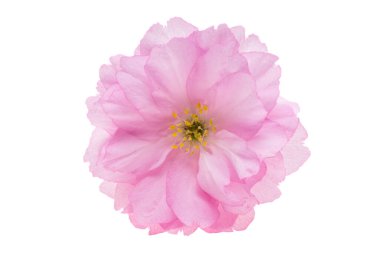 Beyaz arkaplanda izole edilmiş sakura çiçeği