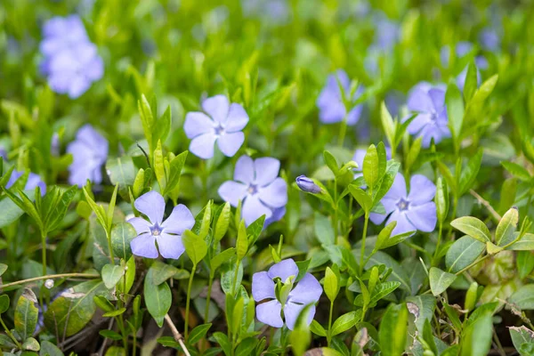 Fleurs Pervenche Poussant Dans Forêt Printemps — Photo