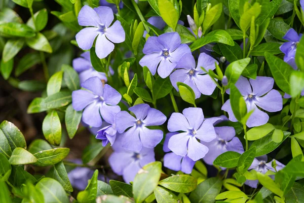 Periwinkle Bloemen Groeien Het Bos Het Voorjaar — Stockfoto