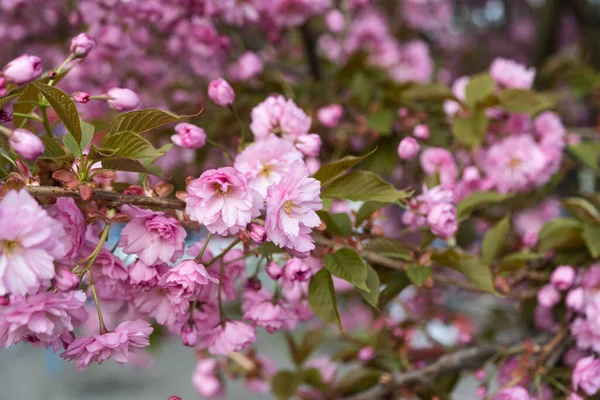 Flores Sakura Floreciendo Primavera Árbol — Foto de Stock
