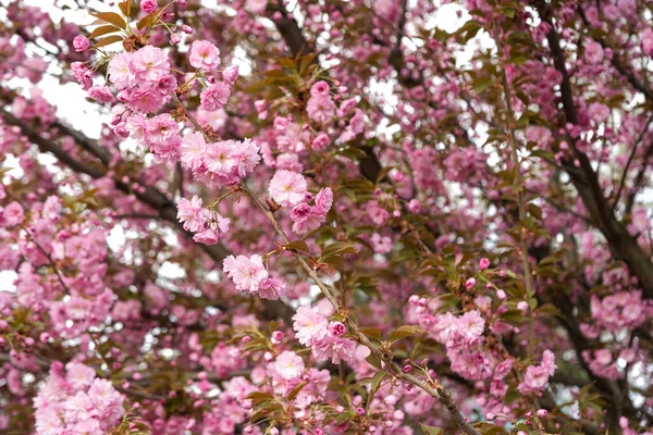 Tavasszal Virágzó Szakura Virágok Fán — Stock Fotó