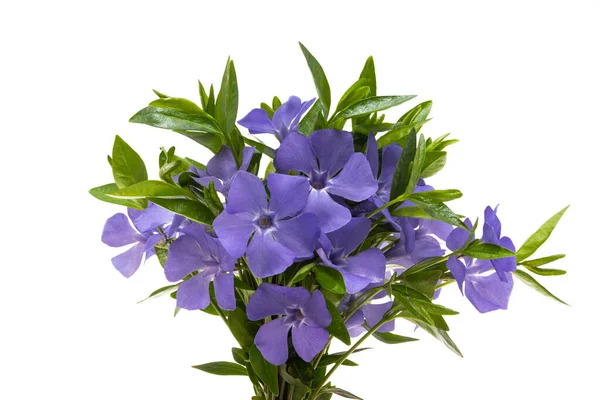 Mooie Bloemen Periwinkle Geïsoleerd Witte Achtergrond — Stockfoto