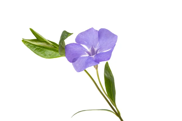 Hermosas Flores Periwinkle Aislado Sobre Fondo Blanco — Foto de Stock