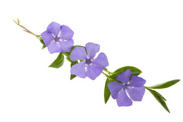 Belas Flores Periwinkle Isolado Fundo Branco — Fotografia de Stock