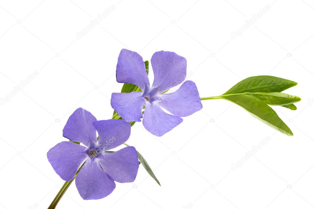 beautiful flowers periwinkle isolated on white background 