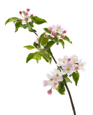 Beyaz arkaplanda elma ağacı çiçekleri olan dal