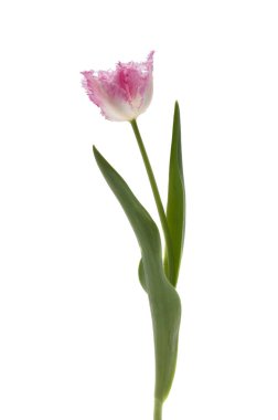 Terry lale beyaz arkaplanda izole edildi 