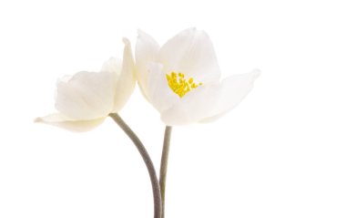 beyaz arkaplanda karadelik çiçekleri 