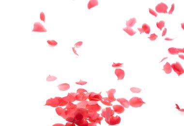 Beyaz arkaplanda yapraklar izole edilmiş. 