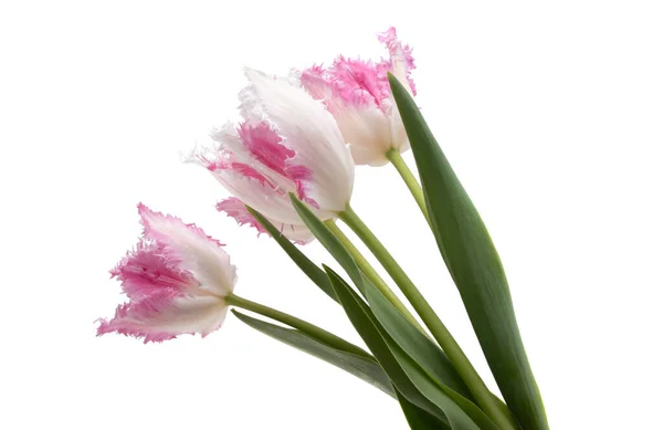 Tulipe Éponge Isolée Sur Fond Blanc — Photo