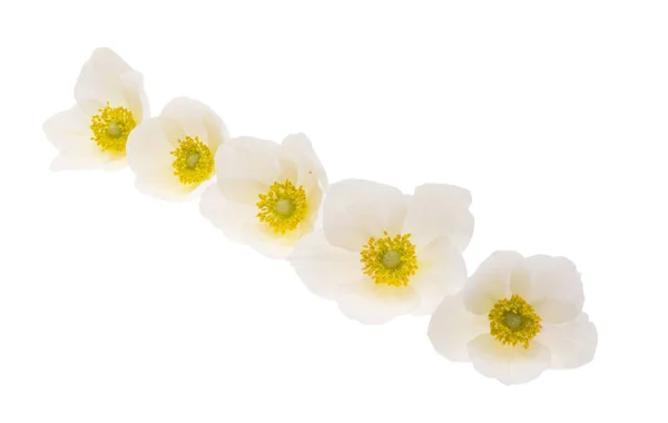 Hellebore Kwiat Izolowany Białym Tle — Zdjęcie stockowe