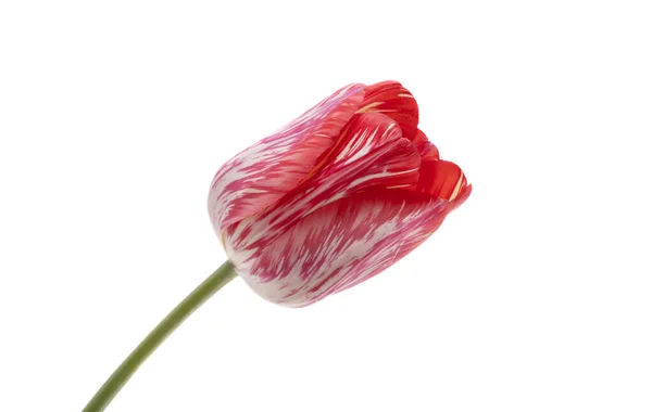 Tulipa Vermelha Isolada Fundo Branco — Fotografia de Stock