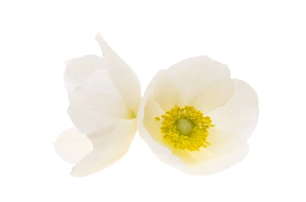Hellebore Blume Isoliert Auf Weißem Hintergrund — Stockfoto